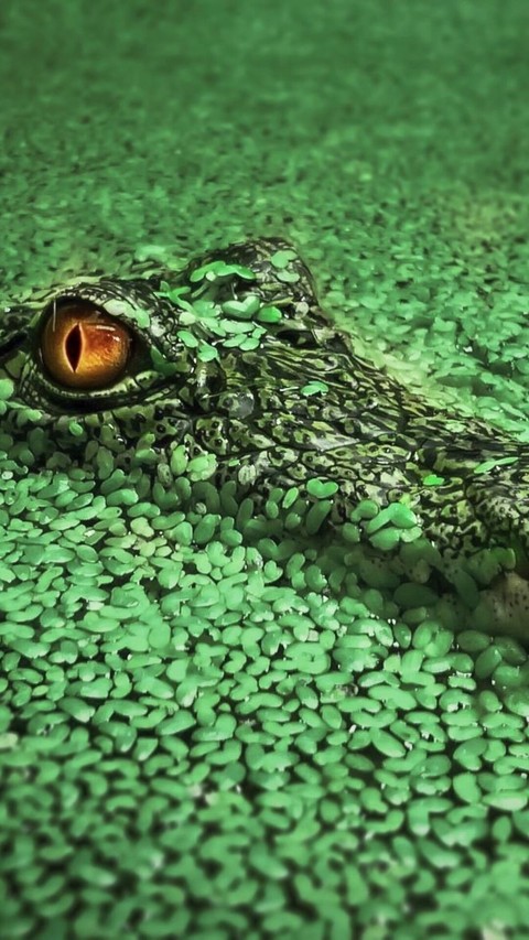 liquid, green壁紙