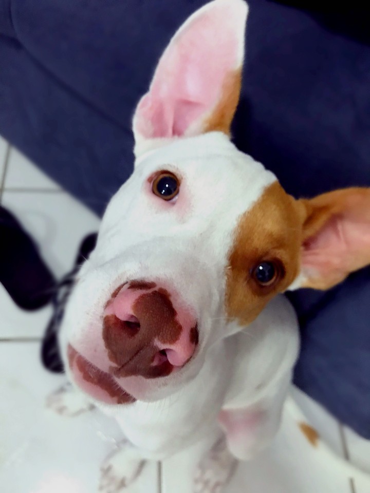 pipoca