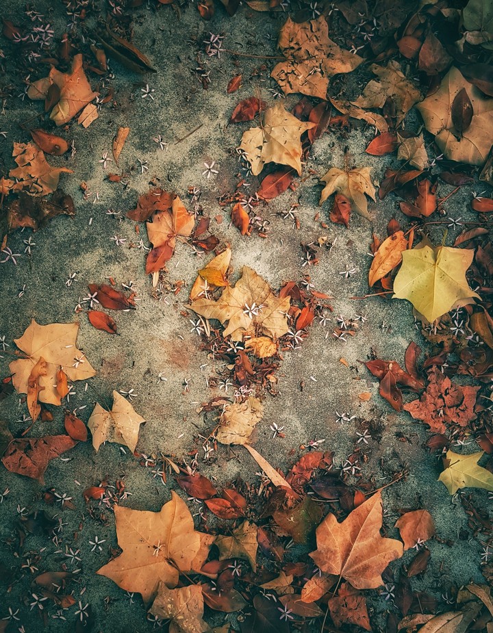 autumn or spring?