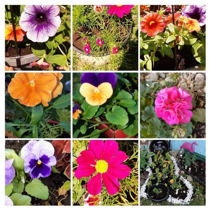 mes nouvelles fleurs