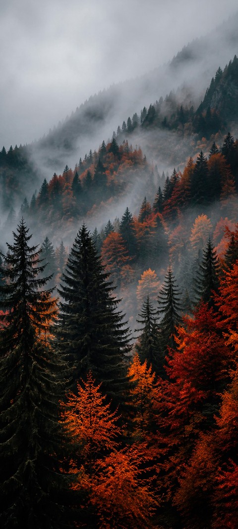 mist, larch háttérképek