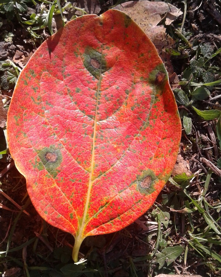 autumn 