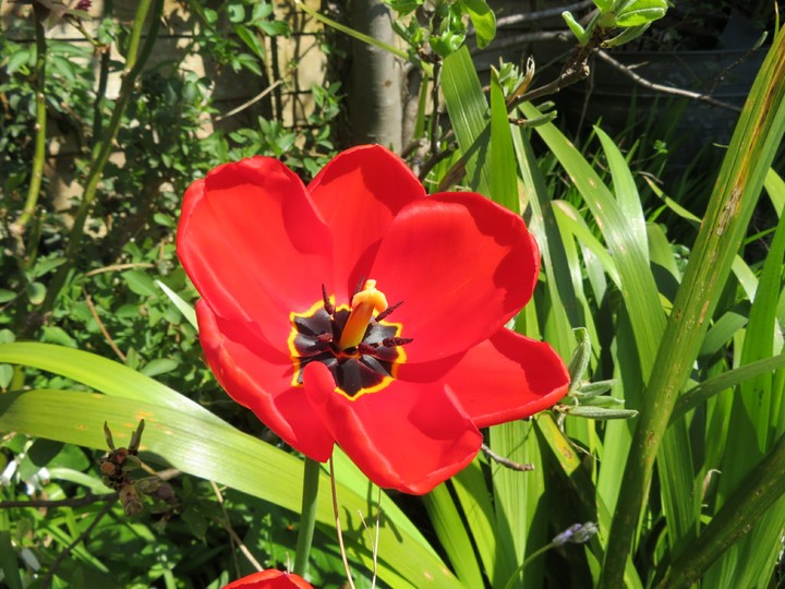 Tulip
