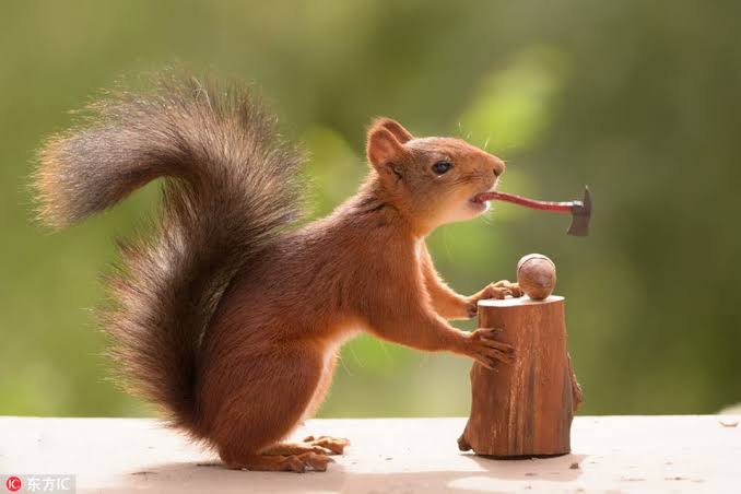 cracking nuts