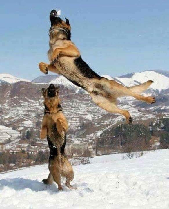 dog