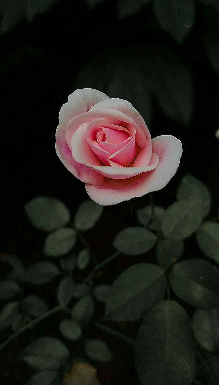 rose