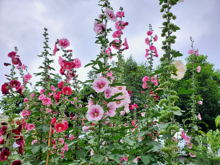 Hollyhock