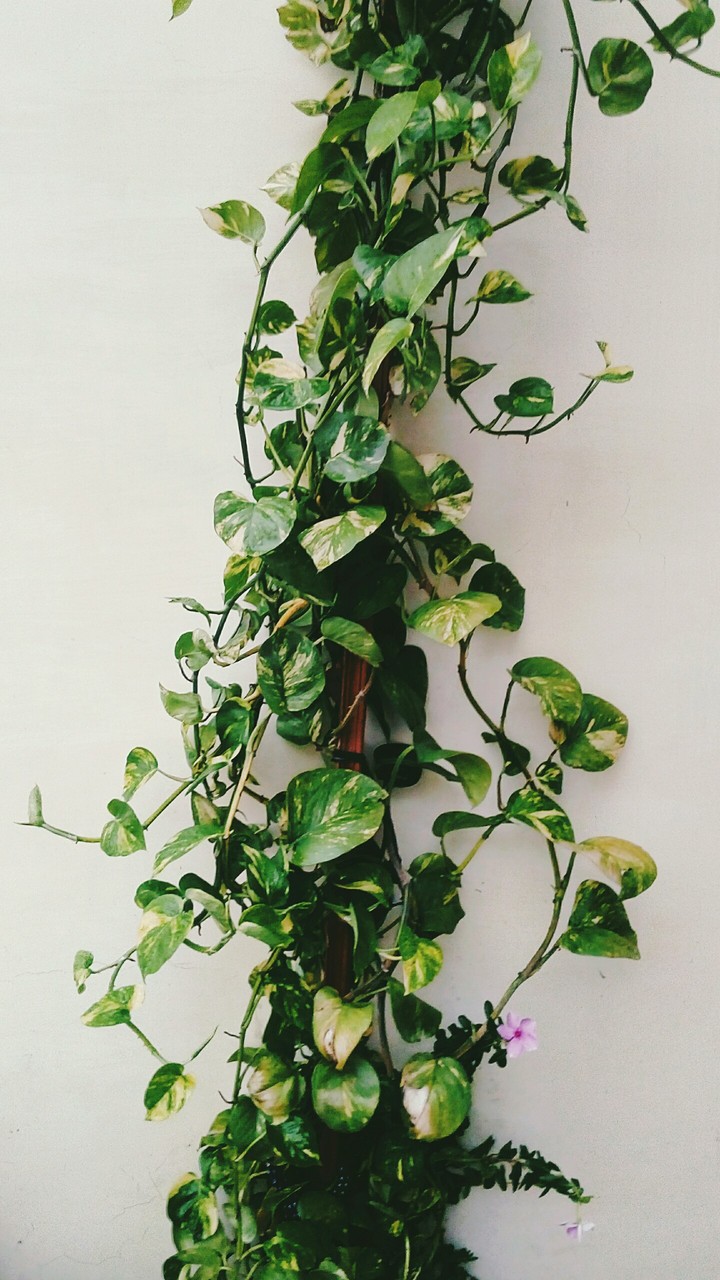 beautiful Money Plant