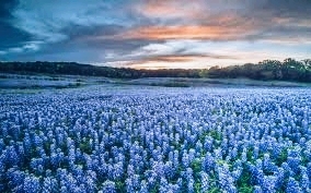 Texas Bluebonnets