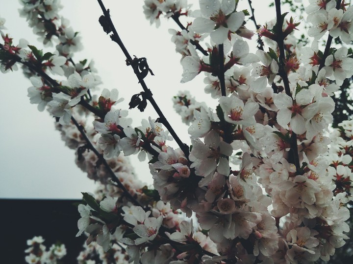 Spring flowers
