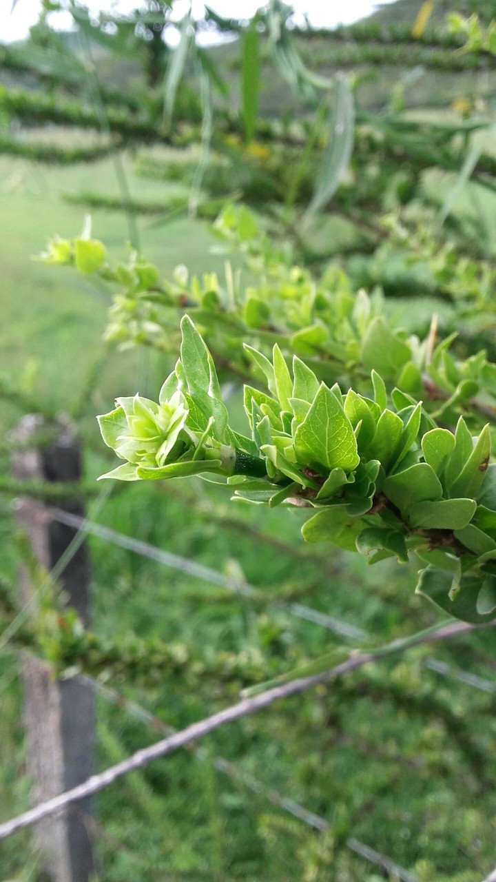 plant
