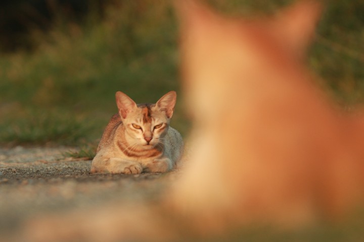 the cats