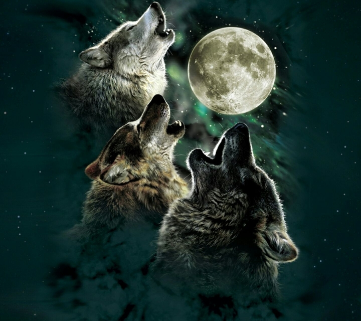 Wolf's howling