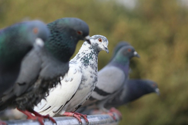 pigeon