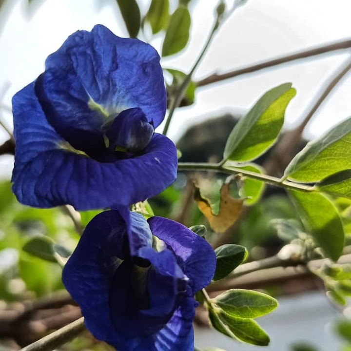 blue flowers