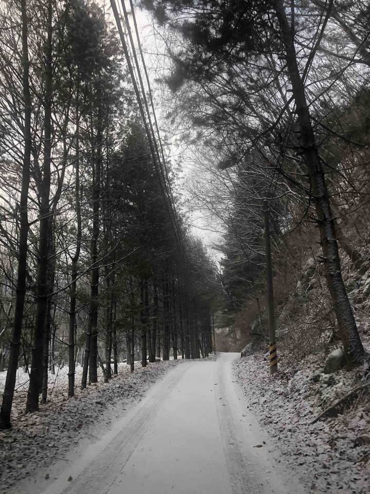 snow road with tree