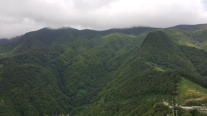 울릉도산