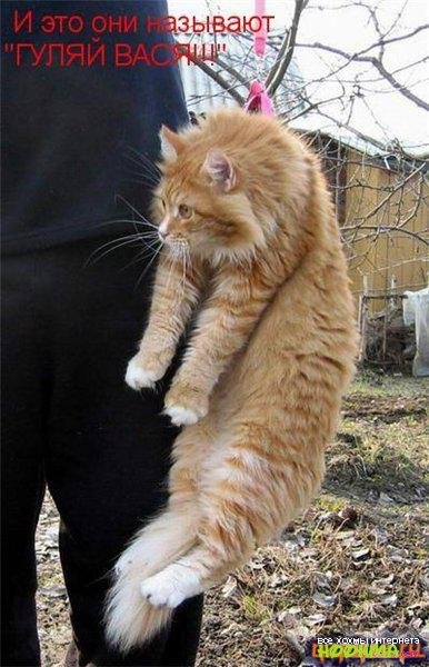 Котэ