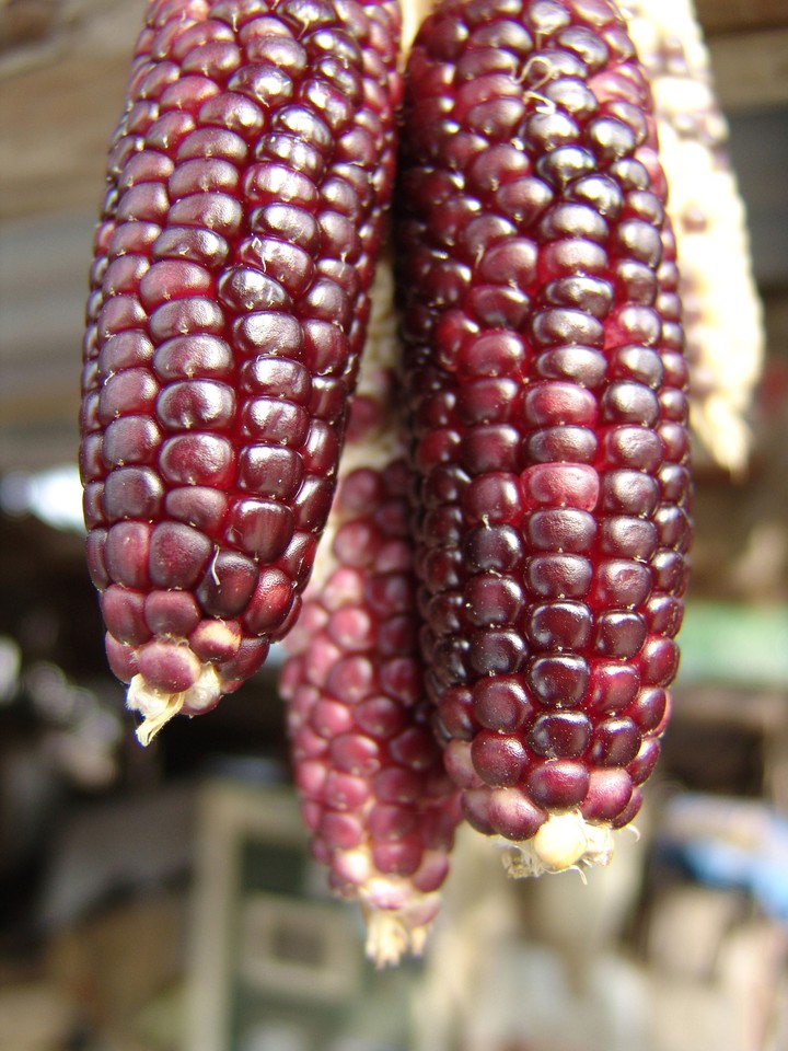 Corn