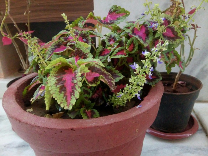Pink leaves