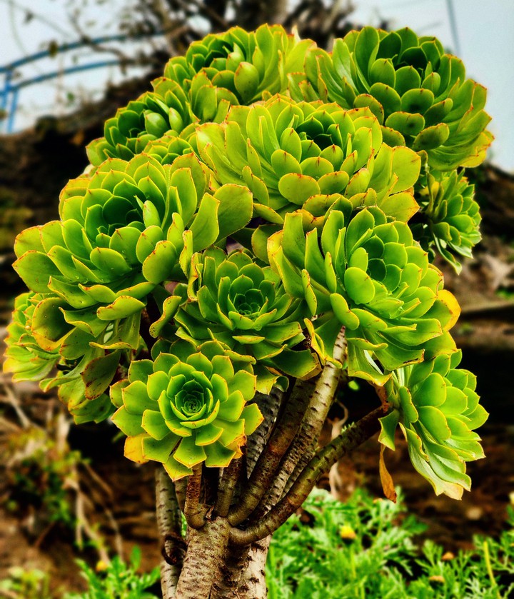 Nature