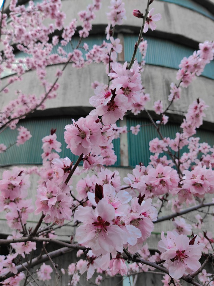 spring has come to town