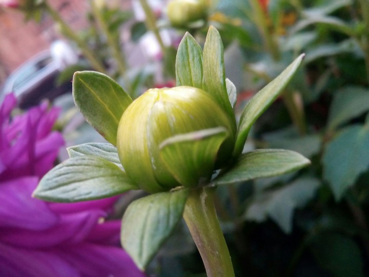 Blooming bud