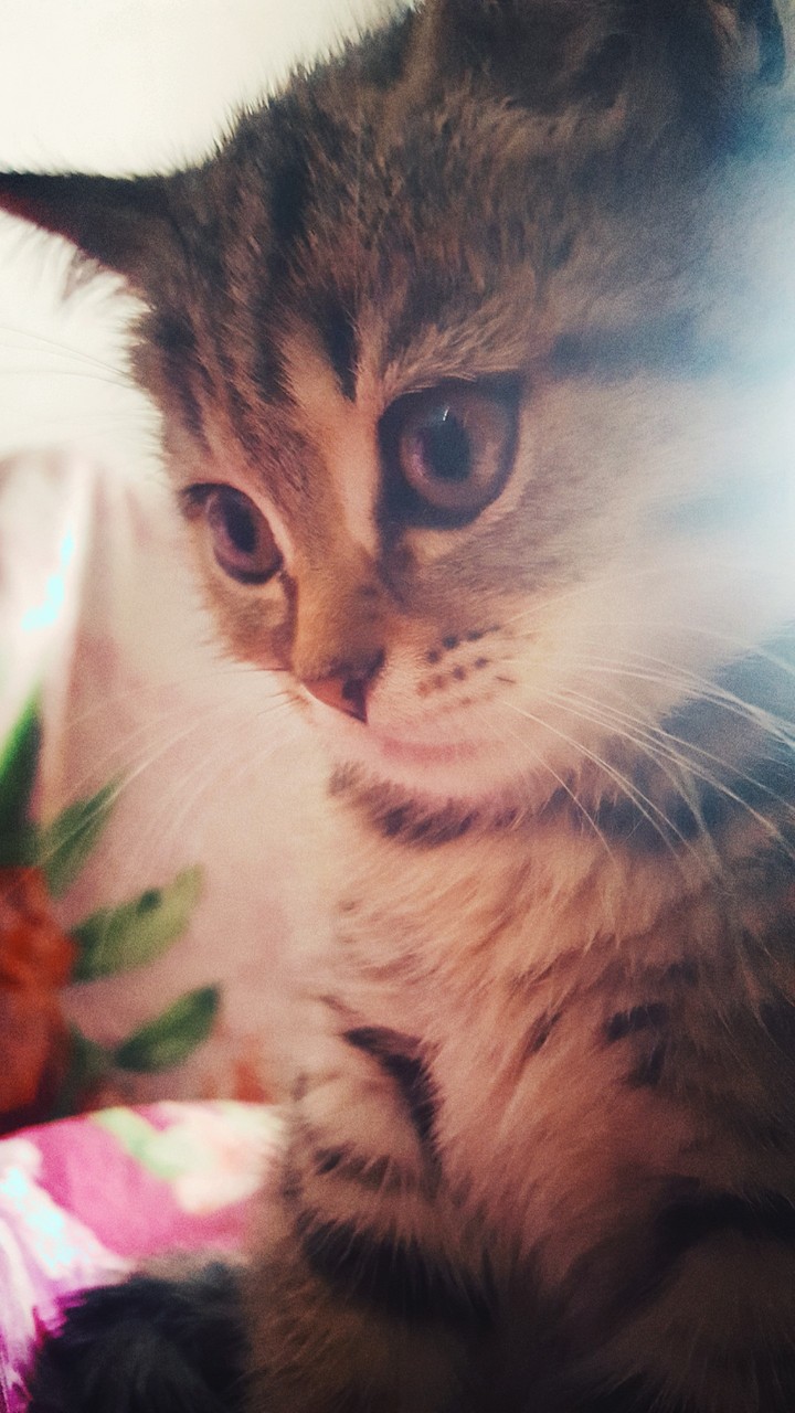 Няшка
