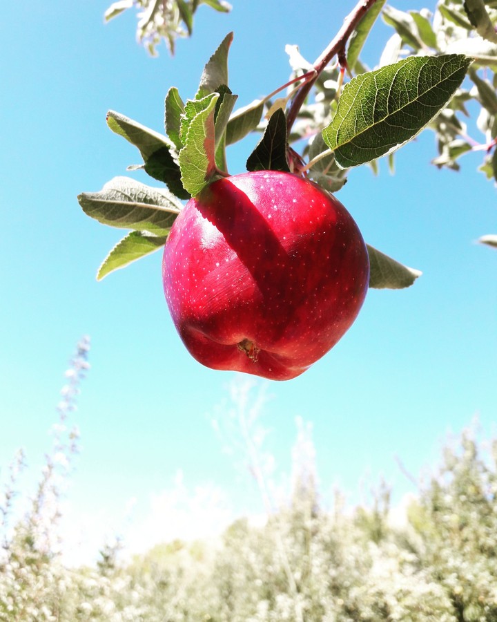 red healthy