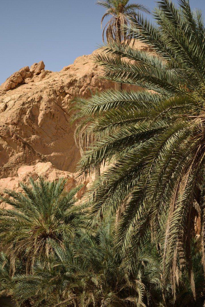 palms