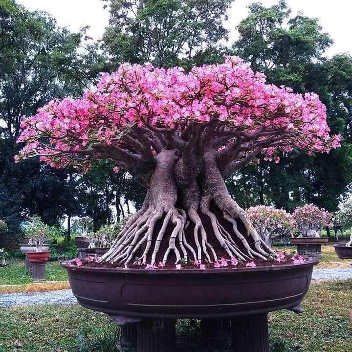 rosa do deserto