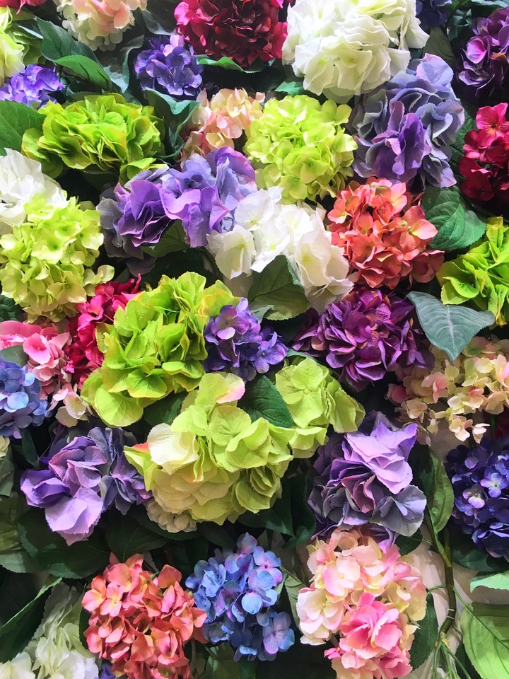 Hydrangea Wall