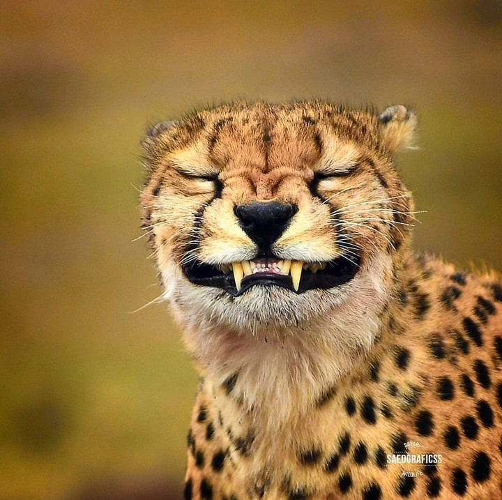 animal