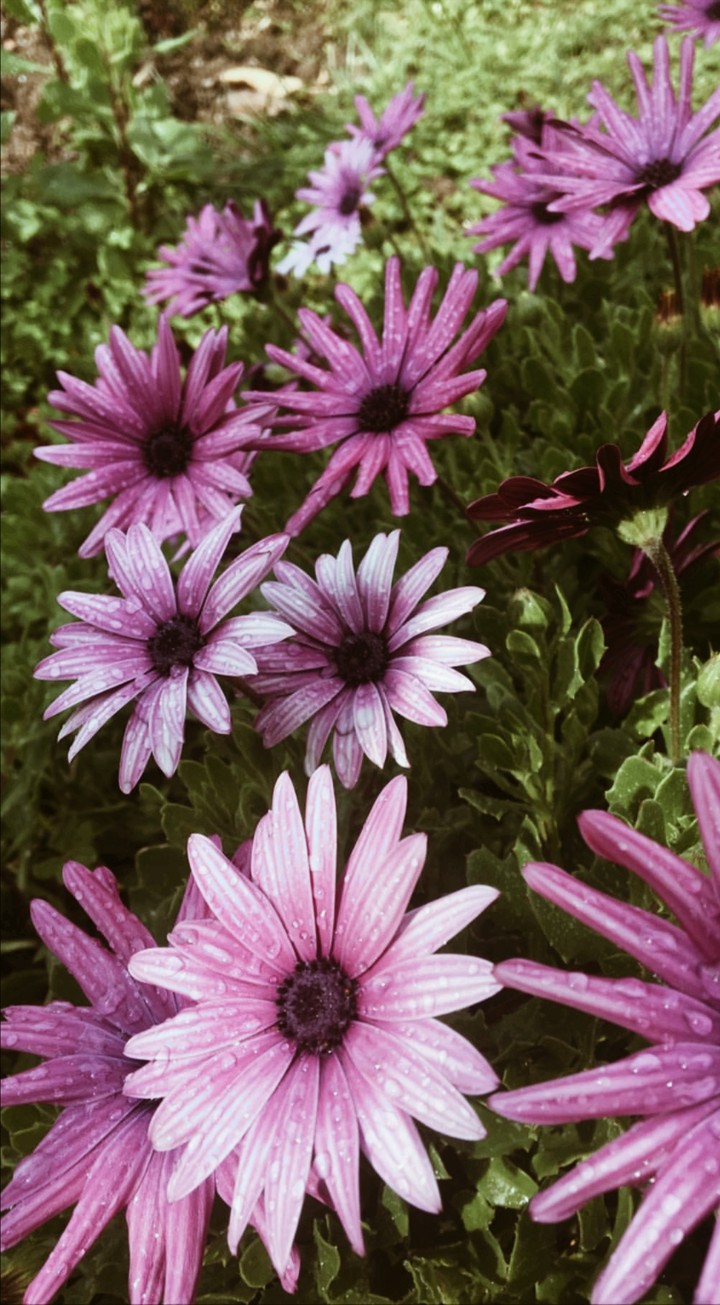 purple