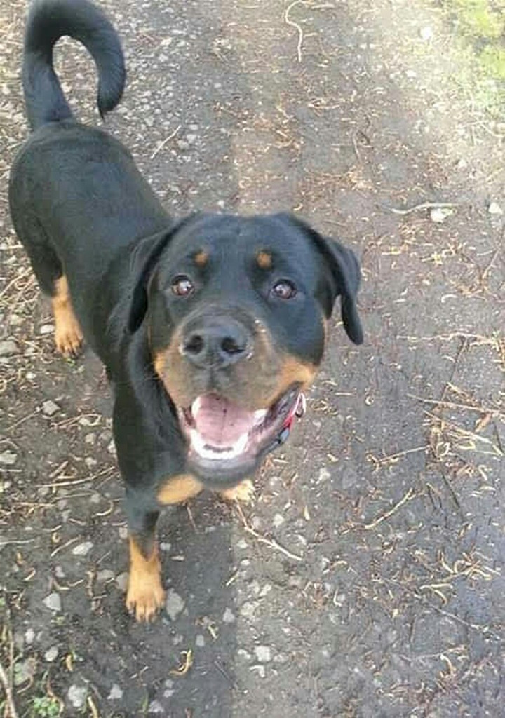 hello roxy