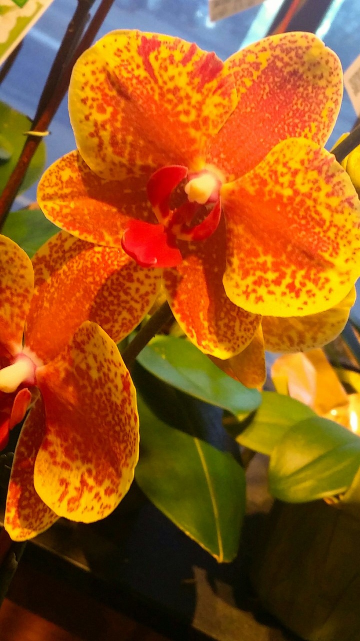 orchid