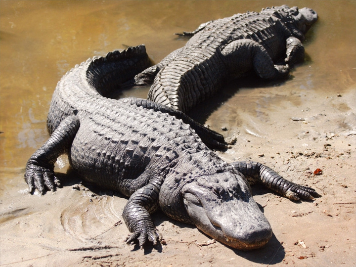 Crocodile Best Animal