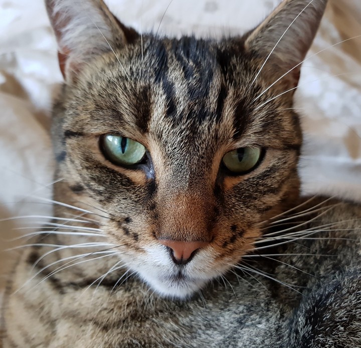 beautiful cat