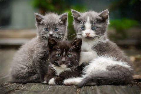 котята