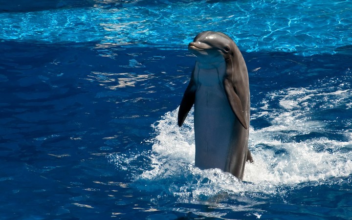 Dolphin