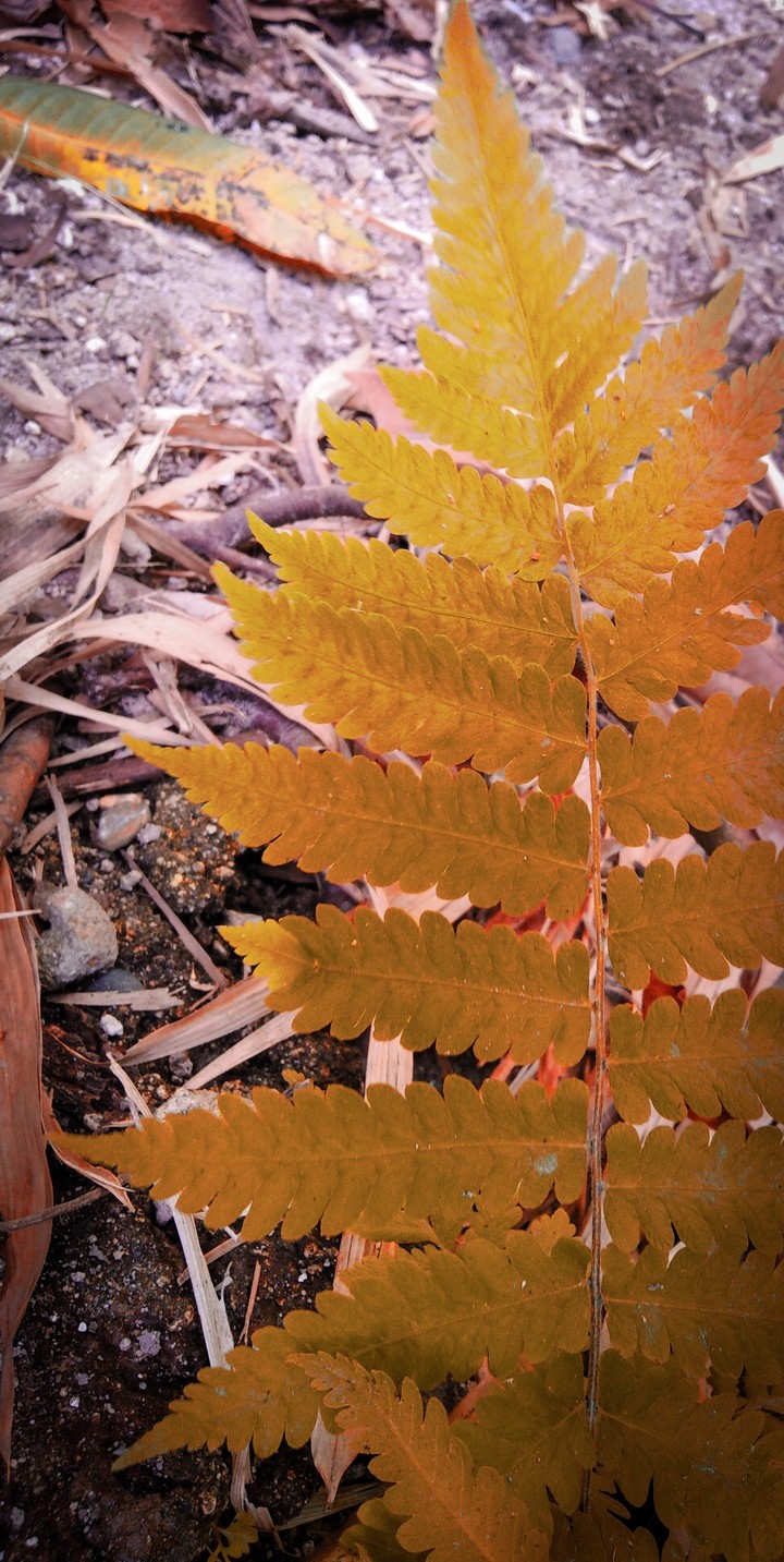 Autum