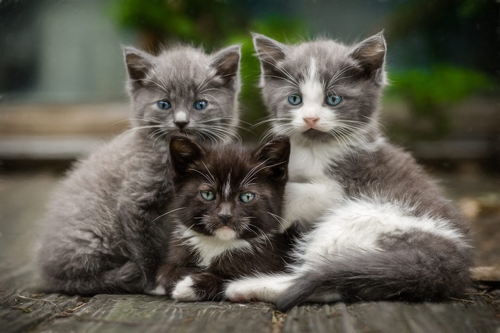 котята