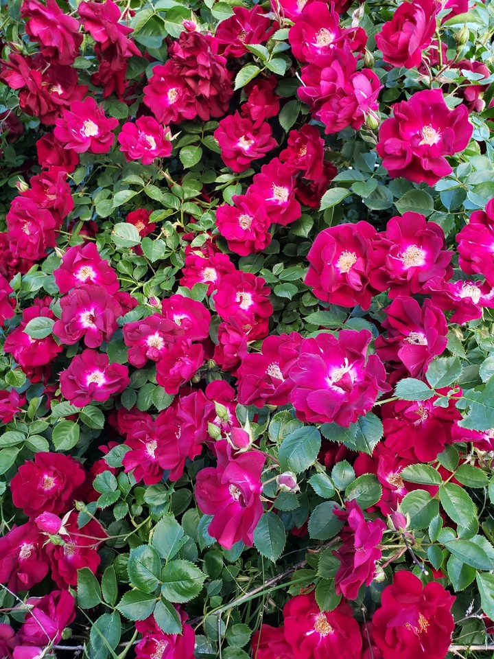 Wild Idaho Rosebush