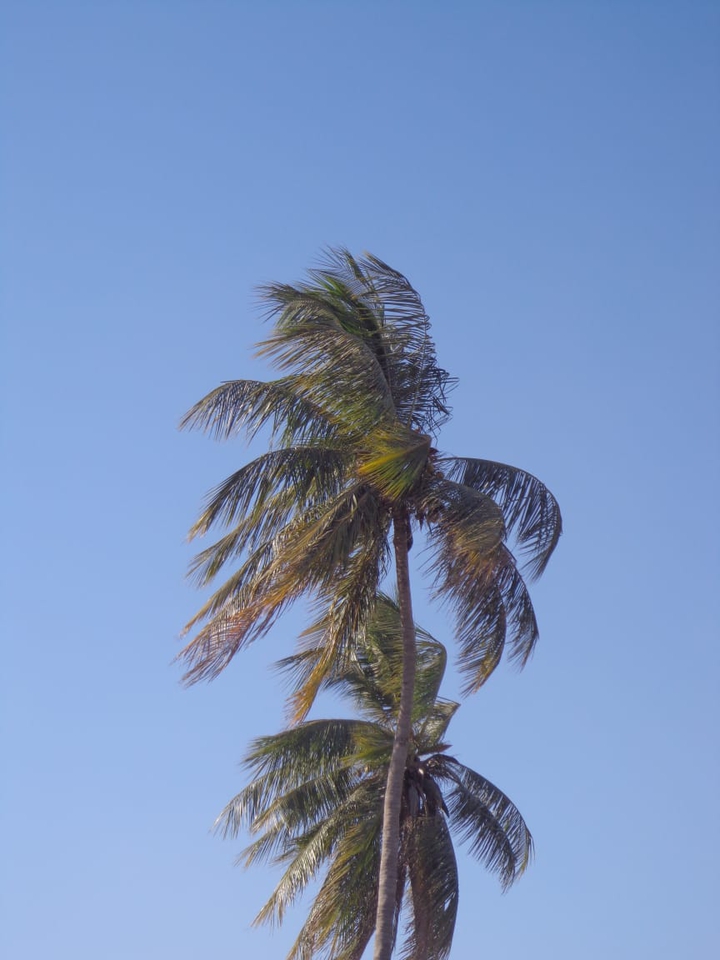 tree sky