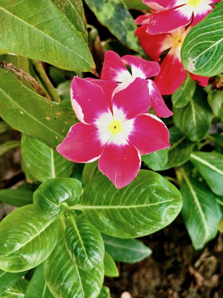Happy flower