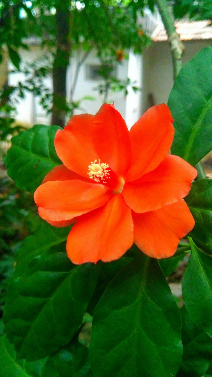 a vibrant flower