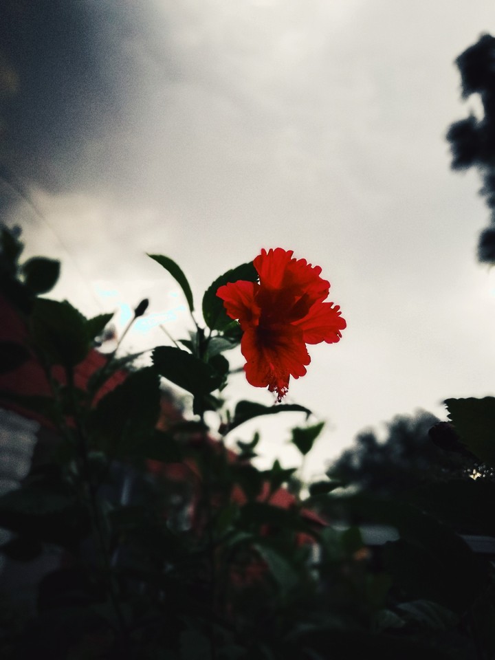 Red flower