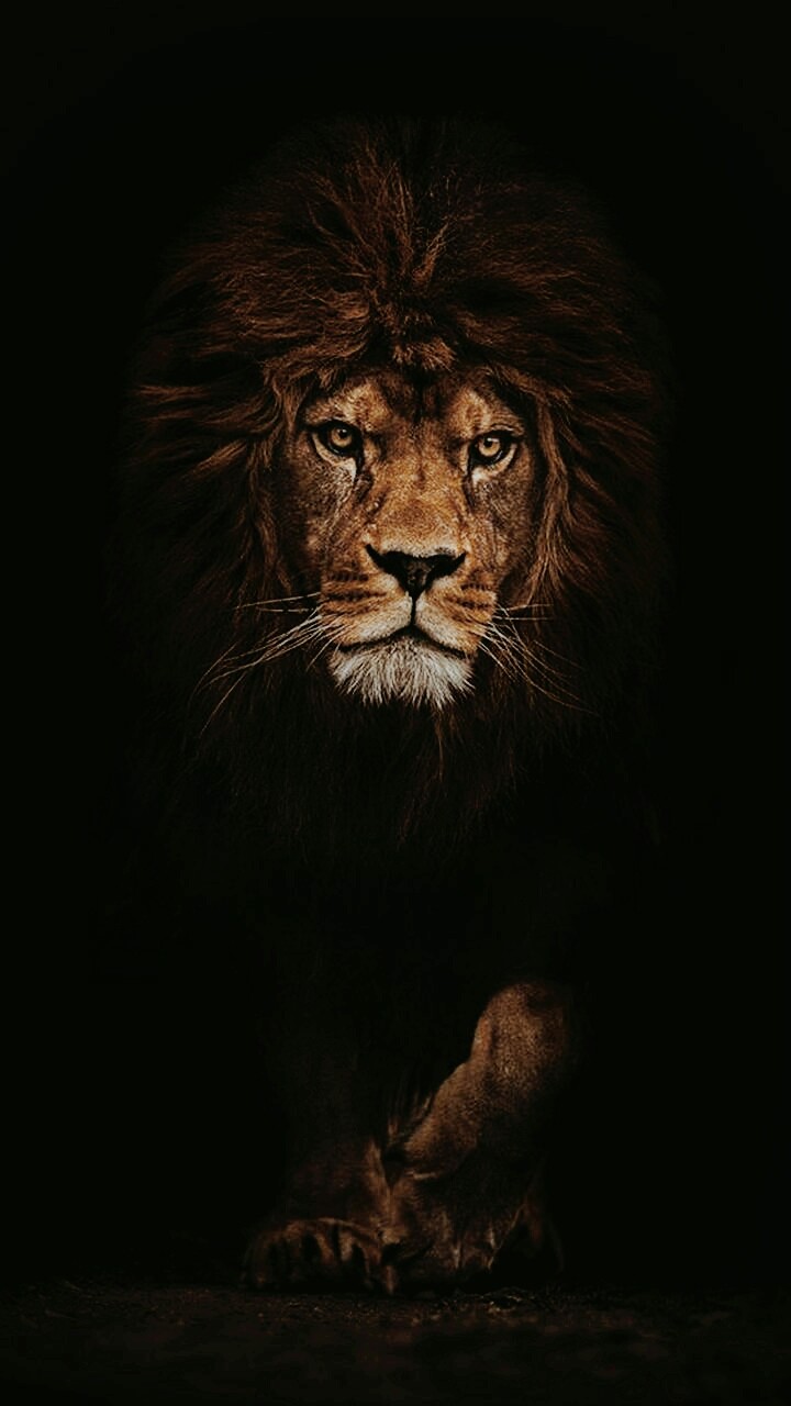 King Leão