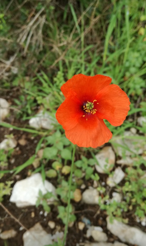 Papaver somniferum / poppy
