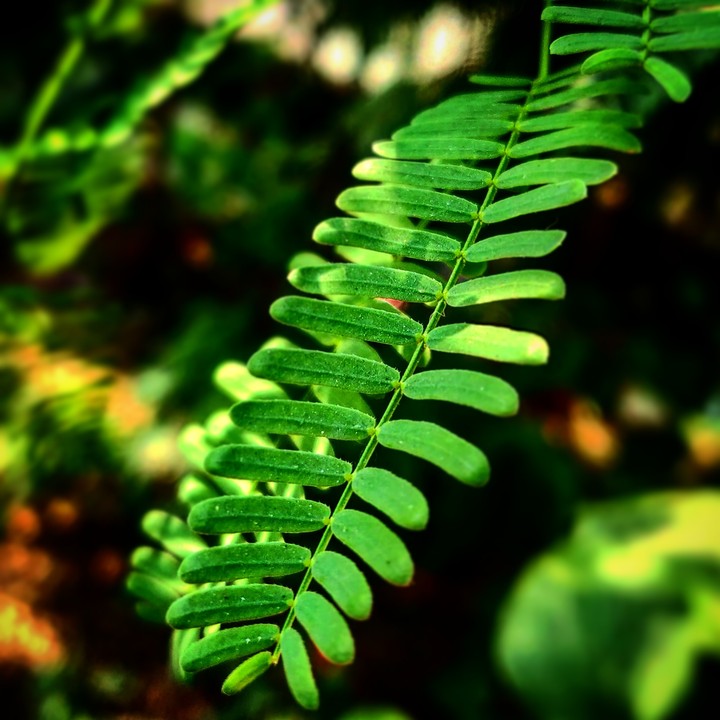 Love for nature.